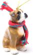 Boxer Tiny One Christmas Ornament Uncropped