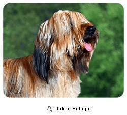 Briard Coasters