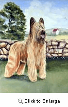 Briard Garden Flag