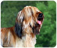 Briard Mousepad