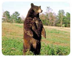 Brown Bear Coasters