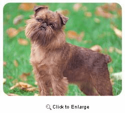 Brussels Griffon Coasters