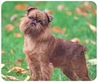 Brussels Griffon Mousepad