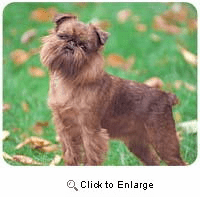 Brussels Griffon Mousepad