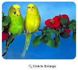Budgie Coasters