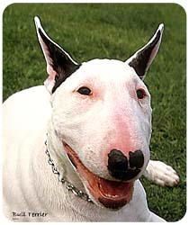 Bull Terrier Mousepad