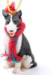 Bull Terrier Tiny One Christmas Ornament Brindle
