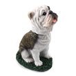 Bulldog Bobblehead Brindle
