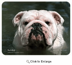 Bulldog Coasters