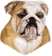 Bulldog Decal Window Sticker