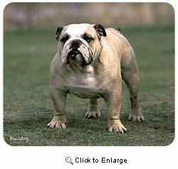 Bulldog Mousepad