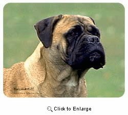 Bullmastiff Coasters