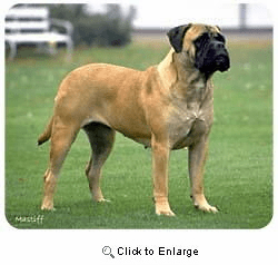 Bullmastiff Mousepad