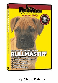Bullmastiff Video