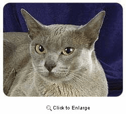 Burmese Cat Coasters
