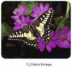 Butterfly Mousepad