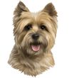 Cairn Terrier Decal Window Sticker