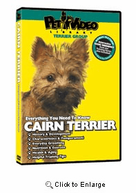 Cairn Terrier Video
