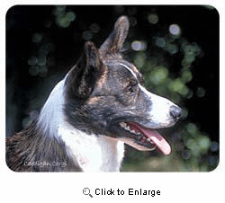 Cardigan Corgi Coasters