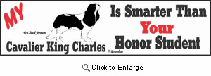 Cavalier King Charles Bumper Sticker Honor Student