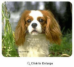 Cavalier King Charles Spaniel Coasters