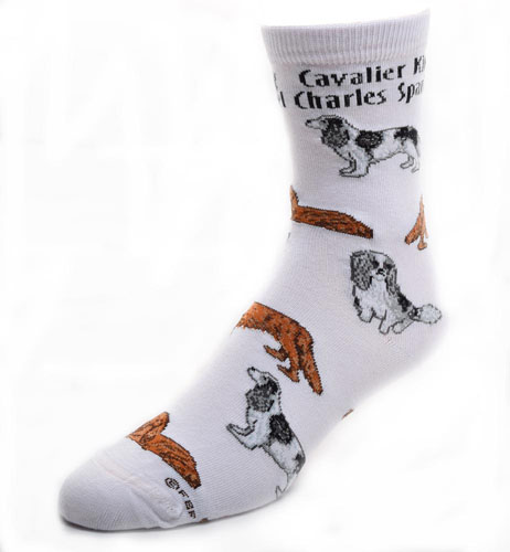 Cavalier King Charles Spaniel Socks Poses 2