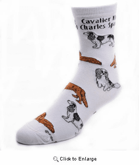 Cavalier King Charles Spaniel Socks Poses 2