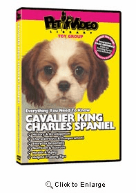 Cavalier King Charles Spaniel Video