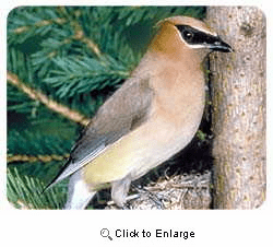 Cedar Waxwing Coasters