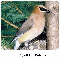 Cedar Waxwing Mousepad