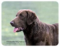 Chesapeake Bay Retriever Coasters