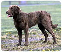 Chesapeake Bay Retriever Mousepad