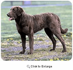 Chesapeake Bay Retriever Mousepad