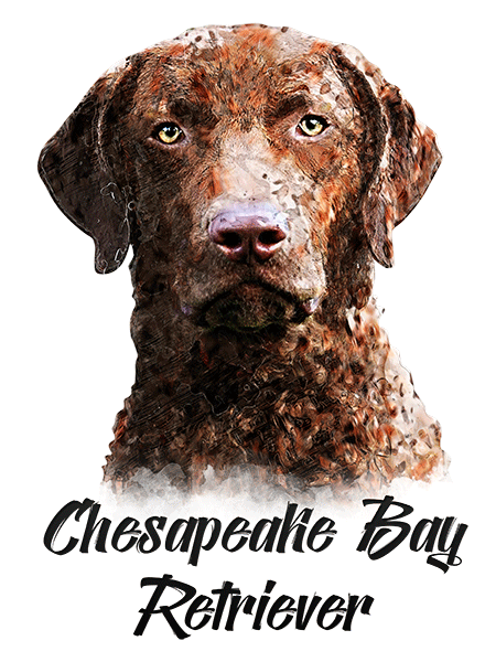 Chesapeake Bay Retriever T-Shirt - Vivid Colors