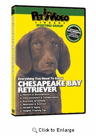 Chesapeake Bay Retriever Video