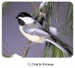 Chickadee Coasters
