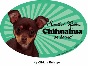Chihuahua Car Magnet - Spoiled Rotten