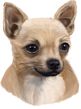 Chihuahua Decal Window Sticker
