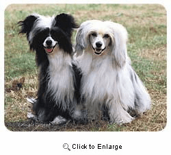 Chinese Crested Coasters