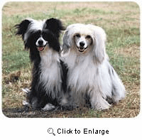 Chinese Crested Mousepad