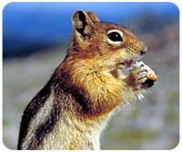 Chipmunk Mousepad
