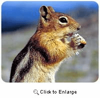 Chipmunk Mousepad