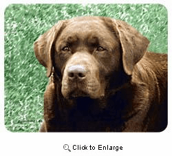 Chocolate Lab Coasters