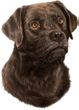 Chocolate Lab Decal Window Sticker