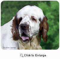 Clumber Spaniel Mousepad