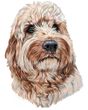 Cockapoo Decal Window Sticker