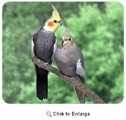 Cockatiel Mousepad