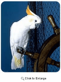 Cockatoo Mousepad