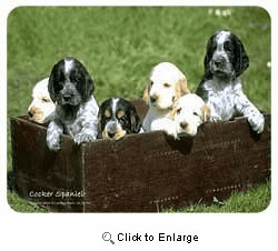 Cocker Spaniel Coasters