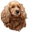 Cocker Spaniel Decal Window Sticker